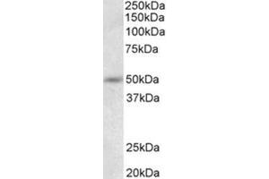 Western Blotting (WB) image for anti-Synaptotagmin IX (SYT9) (N-Term) antibody (ABIN1109187) (SYT9 抗体  (N-Term))