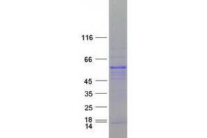 Validation with Western Blot (RBM9 Protein (Transcript Variant 1) (Myc-DYKDDDDK Tag))
