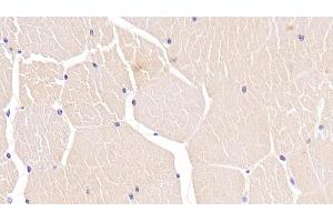 Detection of TNNT2 in Porcine Skeletal muscle Tissue using Monoclonal Antibody to Troponin T Type 2, Cardiac (TNNT2) (Cardiac Troponin T2 抗体  (AA 2-100))