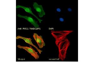 (ABIN184863) Immunofluorescence analysis of paraformaldehyde fixed HeLa cells, permeabilized with 0. (RAD51AP1 抗体  (C-Term))