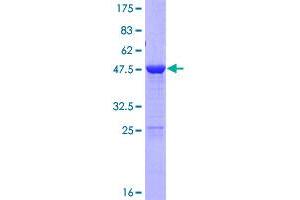 Lin-7 Homolog C (LIN7C) (AA 1-197) protein (GST tag)