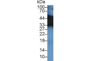 Western Blot; Sample: Mouse Placenta lysate; Primary Ab: 2µg/ml Rabbit Anti-Mouse TPM3 Antibody Second Ab: 0. (TPM3 抗体  (AA 6-248))