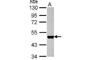 WB Image Sample (30 ug of whole cell lysate) A: HeLa 10% SDS PAGE antibody diluted at 1:10000