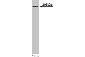 Western Blotting (WB) image for anti-Golgi Brefeldin A Resistant Guanine Nucleotide Exchange Factor 1 (GBF1) (AA 1266-1379) antibody (ABIN968745) (GBF1 抗体  (AA 1266-1379))