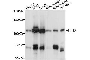 Western blot analysis of extracts of various cell lines, using ITIH3 antibody (ABIN5996495) at 1:3000 dilution. (ITIH3 抗体)