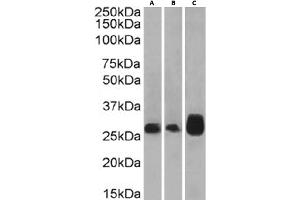 Western Blot using anti-4-1BB antibody 4B4-1-1.