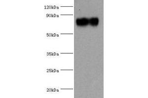 Western blot All lanes: SYTL4 antibody at 1. (SYTL4 抗体  (AA 50-280))