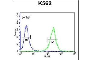 B3GAT1 Antibody (N-term) (ABIN653880 and ABIN2843128) flow cytometric analysis of K562 cells (right histogram) compared to a negative control cell (left histogram). (CD57 抗体  (N-Term))
