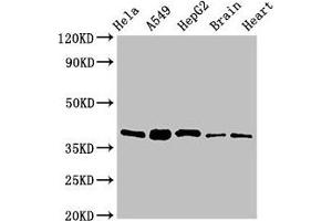 Western Blot Positive WB detected in: Hela whole cell lysate, A549 whole cell lysate, HepG2 whole cell lysate, Mouse brain tissue, Rat heart tissue All lanes: RBFA antibody at 2 μg/mL Secondary Goat polyclonal to rabbit IgG at 1/50000 dilution Predicted band size: 39, 28 kDa Observed band size: 39 kDa (RBFA 抗体  (AA 201-343))