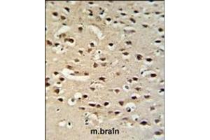 Chromogranin-C Antibody (Center) (ABIN390767 and ABIN2841025) IHC analysis in formalin fixed and paraffin embedded mouse brain tissue followed by peroxidase conjugation of the secondary antibody and DAB staining. (SCG2 抗体  (AA 246-274))