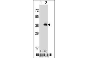 Western blot analysis of PEX16 using rabbit polyclonal PEX16 Antibody using 293 cell lysates (2 ug/lane) either nontransfected (Lane 1) or transiently transfected (Lane 2) with the PEX16 gene. (PEX16 抗体  (AA 247-275))
