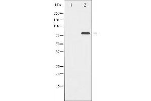 Western blot analysis of Tau phosphorylation expression in Mouse brain tissue lysates,The lane on the left is treated with the antigen-specific peptide. (MAPT 抗体  (pSer422))
