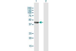 Western Blot analysis of RENBP expression in transfected 293T cell line by RENBP MaxPab polyclonal antibody. (RENBP 抗体  (AA 1-417))