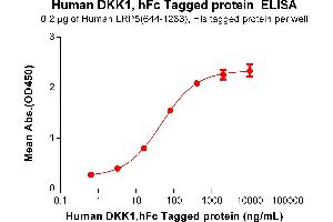 Dickkopf Homolog 1 (DKK1) (AA 32-266) protein (Fc Tag)