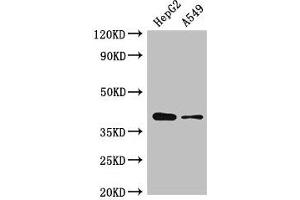 Western Blot Positive WB detected in: HepG2 whole cell lysate, A549 whole cell lysate All lanes: AMD1 antibody at 2. (AMD1 抗体  (AA 167-264))