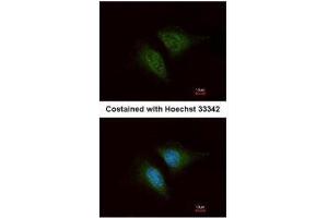 Immunofluorescence (IF) image for anti-Coronin, Actin Binding Protein, 1C (CORO1C) (C-Term) antibody (ABIN2856390)