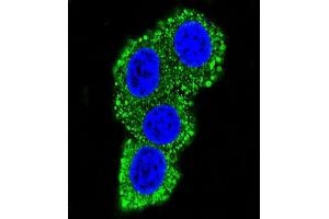 Confocal immunofluorescent analysis of CD28 Antibody (C-term) (ABIN390970 and ABIN2841150) with Hela cell followed by Alexa Fluor® 489-conjugated goat anti-rabbit lgG (green).
