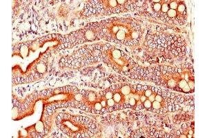 Immunohistochemistry of paraffin-embedded human small intestine tissue using ABIN7164109 at dilution of 1:100 (ARL6IP5 抗体  (AA 136-188))