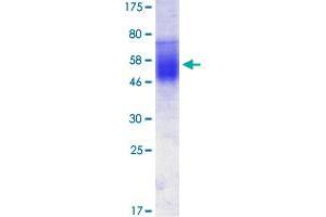 Image no. 1 for CD86 (CD86) (AA 24-246) protein (His-DYKDDDDK-Strep II Tag) (ABIN1348720)