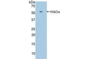 Detection of Recombinant EFNA4, Mouse using Polyclonal Antibody to Ephrin A4 (EFNA4)