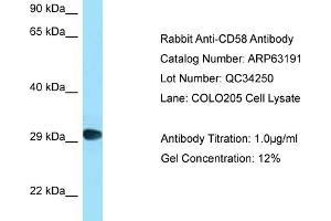 Western Blotting (WB) image for anti-CD58 (CD58) (C-Term) antibody (ABIN970339) (CD58 抗体  (C-Term))