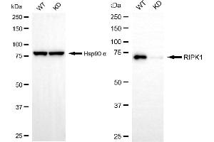 Western blotting analysis using RIPK1 antibody (ABIN7800152).