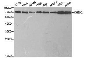 Western Blotting (WB) image for anti-Checkpoint Kinase 2 (CHEK2) antibody (ABIN1871829) (CHEK2 抗体)