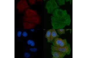 ABIN6258309 and ABIN6275379 staining Hela cells by IF/ICC.