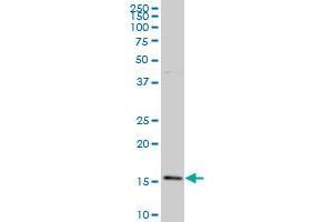 BATF monoclonal antibody (M03), clone 1G4 Western Blot analysis of BATF expression in Hela S3 NE . (BATF 抗体  (AA 34-125))