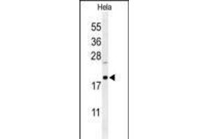 Western blot analysis of CLEC2B Antibody (Center) (ABIN650966 and ABIN2840012) in Hela cell line lysates (35 μg/lane). (CLEC2B 抗体  (AA 59-86))