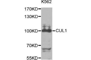 Cullin 1 抗体  (AA 500-776)