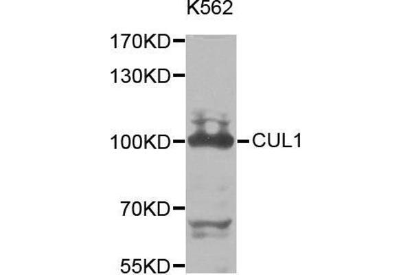 Cullin 1 anticorps  (AA 500-776)