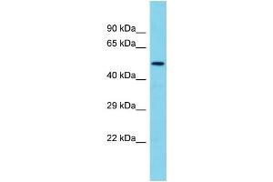 Host: Rabbit Target Name: TMEM143 Sample Type: Fetal Brain lysates Antibody Dilution: 1. (TMEM143 抗体  (N-Term))