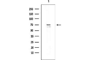 anti-G Protein-Coupled Receptor 156 (GPR156) (Internal Region) antibody