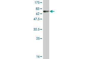 Western Blotting (WB) image for anti-Enolase 1 (ENO1) (AA 1-434) antibody (ABIN515296)