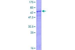 Image no. 1 for CD84 (CD84) (AA 1-328) protein (GST tag) (ABIN1348716)