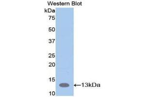 Western Blotting (WB) image for anti-S100 Calcium Binding Protein A10 (S100A10) (AA 1-95) antibody (ABIN2116769)