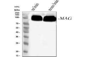 Western blot analysis of MAG using anti-MAG antibody (ABIN7601398).