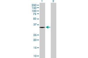 Western Blot analysis of MGLL expression in transfected 293T cell line by MGLL MaxPab polyclonal antibody. (MGLL 抗体  (AA 1-313))