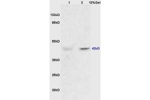 Lane 1: mouse heart lysates Lane 2: mouse brain lysates probed with Anti ERK1/2(p42/p42 MAPK) Polyclonal Antibody, Unconjugated (ABIN748373) at 1:200 in 4 °C. (ERK1 抗体  (AA 251-358))