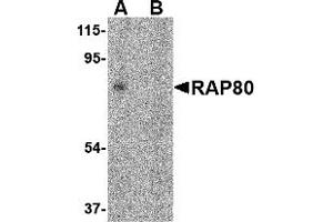 Western Blotting (WB) image for anti-Ubiquitin Interaction Motif Containing 1 (UIMC1) (C-Term) antibody (ABIN1030613) (UIMC1 抗体  (C-Term))