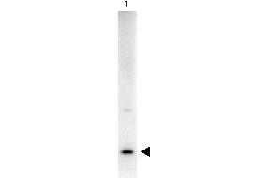 Western Blot showing detection of Rat IL-17A. (Interleukin 17a 抗体  (Biotin))
