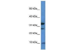 Western Blot showing Mrps33 antibody used at a concentration of 1. (MRPS33 抗体  (Middle Region))