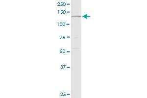 PLCG2 MaxPab rabbit polyclonal antibody. (Phospholipase C gamma 2 抗体  (AA 1-1265))