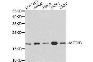 Western blot analysis of extracts of various cell lines, using MZT2B antibody. (MZT2B 抗体  (AA 1-158))