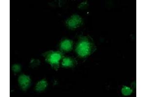 Anti-PNMT mouse monoclonal antibody (ABIN2454517) immunofluorescent staining of COS7 cells transiently transfected by pCMV6-ENTRY PNMT (RC206586). (PNMT 抗体)