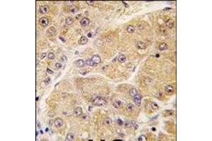 Image no. 1 for anti-Sclerostin (SOST) (AA 141-171), (Middle Region) antibody (ABIN358752) (Sclerostin 抗体  (Middle Region))