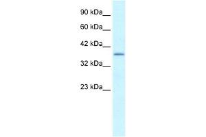 SOX18 抗体  (Middle Region)