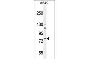 FZD6 Antibody (Center) (ABIN654962 and ABIN2844601) western blot analysis in A549 cell line lysates (35 μg/lane). (FZD6 抗体  (AA 493-520))