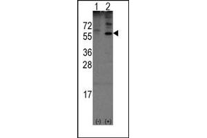 Image no. 1 for anti-Olfactomedin 1 (OLFM1) (N-Term) antibody (ABIN357853) (Olfactomedin 1 抗体  (N-Term))